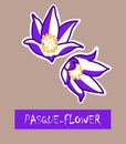 An illustration of purple pasque-flower with pasque-flower written on it.
